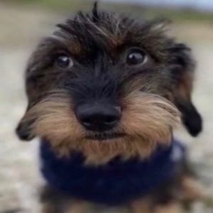 Meet your Posher, Phoebe